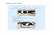 BREEDS OF DAIRY ANIMALS - Animal Husbandrytgahd.nic.in/farmings/dairy/1.Some Breeds and Selection of milch... · Selection of dairy animal ... prefer pure buffalo milk. Hospitals,