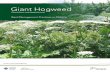 (Heracleum mantegazzianum) - Ontario Invasive Plant … · Foreword These Best Management Practices (BMPs) are designed to provide guidance for managing invasive giant hogweed (Heracleum