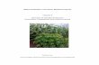 Chapter 8 Overview of Jatropha Production Conclusions ... · Meta Evaluation of 6 Hivos Biofuel Projects Chapter 8 Overview of Jatropha Production Conclusions, Comparisons and Lessons