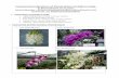 Commercial cultivation of Dendrobium orchids in india.risenshine.in/contents/downloads/Orchid Cultivation.pdf · Commercial cultivation of Dendrobium orchids in india. ... Commercial