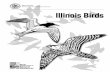 State of Illinois Illinois Department of Natural Resourcesvetmed.illinois.edu/wildlifeencounters/teacher_resources/Lesson1/... · State of Illinois Illinois Department of Natural