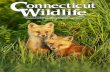 Connecticut Wildlife May/June 2016 - CT.GOV … Connecticut Wildlife May/June 2016 These red fox pups may look cute, but they are still wild animals and should not be handled. Young