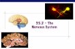 35.2 – The Nervous System - Quia · Regents Biology! Nervous System ! Central nervous system - brain and spinal chord ! Peripheral nervous system - nerves from senses - nerves to