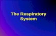 The Respiratory System - Warner Pacific Collegeclasspages.warnerpacific.edu/BDupriest/BIO 420/Unit 3 Respiratory... · Fluids in the respiratory system have all of ... External intercostals