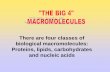 There are four classes of biological macromolecules ...dharmoncw.weebly.com/uploads/5/8/7/5/58753919/macromolecule_not… · There are four classes of biological macromolecules: Proteins,