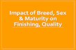 Impact of Breed, Sex & Maturity on Finishing, Quality Seminars and... · marbling and percentage Choice of steers produced in GPE Cycle VI Age constant (471 d) basis Fat (in) ...