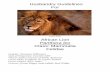Panthera leo Class: Mammalia Felidae - nswfmpa.org Manuals/Published Manuals/Mammalia... · The African Lion is a highly noble and highly sociable carnivore. They have a very fascinating