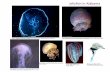 Jellyfish in Alabama - Gulf Shoresuserfiles/creature_cards/pdfs/agc... · Jellyfish in Alabama Moon Jellyfish (Aurelia aurita) Photo: ... *The Portuguese Man-O-War, also found in