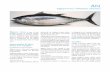Ahi - Hawaii-Seafood.org pdfs/1... · species known as ahi), the bigeye ... Color, Taste, Texture: Bigeye tuna of good quality has ... Hawaii Seafood Council