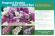 Fragrant Double Lilac Collection A. B. Lilac Double ... · A. Lilac Double ‘Charles Jolie’ B. Lilac Double ‘Madame Lemoine’ C. Lilac Double ‘President Grevy’ Planting
