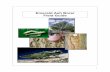 Emerald Ash Borer Field Guide - University of Kentuckypest.ca.uky.edu/EXT/EAB/eab field guide.pdf · NOT an emerald ash borer 4. D-shaped exit holes, 1/8 inch Look closely for the