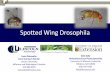Spotted Wing Drosophila - University of Missouri …extension.missouri.edu/jefferson/documents/SWD update.pdf · Spotted Wing Drosophila ... Need to detect presence of ovipositor.