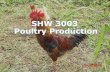 SHW 3003 Poultry Production - Universiti Putra Malaysia production.pdf · •299 table eggs . ... –Salted eggs (ducks) –Designer eggs : Omega 3, low cholesterol . ... •Feeding