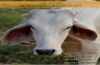 CARE FOR COWS January 2017 DAKSHIN VRINDAVAN€¦ · Dakshin Vrindavan inspired by H.G. Kurma Rupa Dasa. Kurma Rupa Dasa , an adrent cow lover of vrindavan who . inspired the founding