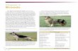 Chapter 2 Breeds - Ohio 4-H Dog... · Australian Cattle Dog Entlebucher Mountain Dog Australian Shepherd Finnish Lapphund Bearded Collie German Shepherd Dog ... their historical and