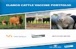 ELANCO CATTLE VACCINE PORTFOLIO · Elanco is dedicated to expanding its vaccine portfolio to ensure the ... • A pinkeye vaccine that contains four field ... Study No. 2011-05 Rev.