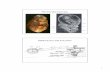 EMBRYOLOGY AND ANATOMY - Columbia University · 2 EMBRYOLOGY AND ANATOMY: Moore & Persaud: The developing human- Clinically oriented embryology EMBRYOLOGY AND ANATOMY: Moore & Persaud:
