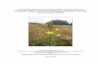 Investigating the Potential of Using Wolf’s Evening ... · Investigating the Potential of Using Wolf’s Evening Primrose (Oenothera wolfii) in Watershed Revegetation Efforts in