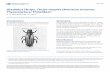 Gladiolus Thrips, Thrips simplex (Morison) (Insecta ...edis.ifas.ufl.edu/pdffiles/IN/IN16300.pdf · Gladiolus Thrips, Thrips simplex (Morison) (Insecta: Thysanoptera: Thripidae) 2