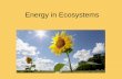 Energy in Ecosystems - courseweb.hopkinsschools.org · Trophic Levels In Food Chains/Webs •Trophic Level – An expression of an organism’s feeding status in ... •10% Rule --