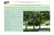 Artocarpus heterophyllus (jackfruit) - CTAHR Website · The nutritious seeds are boiled ... added to flour for bak ... cha (A. lakoocha), marang (A. odoratissima), kwai muk (A.