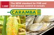 The NEW standard for FHB and leaf disease control in cereals · The NEW standard for FHB and leaf disease control in cereals