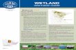WET-QG (Wetland Quick Guide) - University of …cmhale/.../Bogs-Wetlands/WetlandQuickGuide.pdf · WET-QG What is a Wetland ... Meadow willow is most common but Bebb’s willow, tea-leaf
