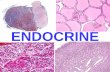 ENDOCRINE - srmuniv.ac.in · HYPOCALCEMIA is MAIN ... specific for endocrine tumors: ... ZOLLINGER-ELLISON SYNDROME, consisting of increased acid and ulcers. Title: Slide 1