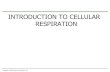 INTRODUCTION TO CELLULAR RESPIRATION · Sunlight energy ECOSYSTEM Photosynthesis in chloroplasts Glucose Cellular respiration in mitochondria H2O CO2 O2 + + (for cellular work) ATP