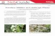 G2021 Powdery Mildew on Landscape Plantsextensionpublications.unl.edu/assets/pdf/g2021.pdf · G2021 Powdery Mildew on Landscape Plants. Amy D. Timmerman, ... Max™ Garden Disease