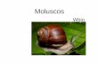 moluscos - Wbiowbio.com.br/wp-content/uploads/2016/08/Moluscos-wbio.pdf · Animais de corpo mole, viscoso e não segmentado (maioria protegidos por uma concha calcária) ... Monóicos