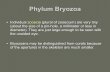 Phylum Bryozoa - Lynn Fuller's Page - Homelynnrfuller.com/uploads/3/1/3/5/3135168/ch12part1keynotenewpart2.pdf · Phylum Bryozoa The bryozoan colony ... partitions called septae ...