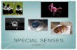 SPECIAL SENSES - Collin Collegeiws.collin.edu/ngrose/F2011 BIOL2401/Special Senses.pdf · 5 Special Senses Olfaction Gustation Vision Equilibrium Hearing . CHEMICAL SENSES Olfaction