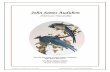 John James Audubon - Louisiana Secretary of State · John James Audubon, one of the most famous nineteenth century American ornithologists and naturalists, is known for both his romantic
