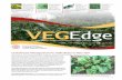Leaf Disease Management for Table Beets in New York · First fungicide application: Tilt (4 fl oz/A) Tilt is the most effective fungicide currently registered for foliar disease control
