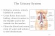The Urinary System - lamission.edu 25 Urinary.pdf · The Urinary System •Kidneys, ureters, urinary bladder & urethra •Urine flows from each kidney, down its ureter to the bladder