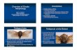 Overview of Cicada Cicadoidea Morphologyhydrodictyon.eeb.uconn.edu/projects/cicada/simon_lab/peet_pages/07... · Overview of Cicada Morphology Allen F. Sanborn Barry University School