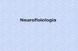 Neurofisiologia - fisio2.icb.usp.br:4882§ão... · dissecou mais de 300 cadáveres e fez mais de 1.500 desenhos História da Neurofisiologia •Renascença Andreas Vesalius (1514
