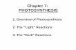 Chapter 7: PHOTOSYNTHESIS - Los Angeles Mission … Chapter 7.pdf · Chapter 7: PHOTOSYNTHESIS 2. The “Light” Reactions 1. Overview of Photosynthesis 3. The “Dark” Reactions