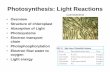 Photosynthesis: Light Reactions - WOU Homepageguralnl/gural/451Photosynthesis.pdf · Photosynthesis: Light Reactions Cyanobacteria • Overview • Structure of chloroplast • Absorption