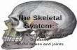 The Skeletal System - WordPress.com · The Skeletal System: Structure, Function, and Diseases of the bones and joints