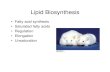 Lipid Biosynthesis - WOU Homepage - Western …guralnl/451Lipid BiosynthesisI.pdf · Lipid Biosynthesis • Fatty acid synthesis • Saturated fatty acids • Regulation • Elongation