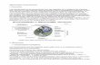 Mitochondrie et peroxysomesmboursereau.free.fr/wordpress/p1cam/UE2/Biocell/Mitochondrie et... · -Membrane plasmique des cellules chargées de transports, ex : striations basales