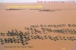 Étude de cas manuel pages 214/218 Le Sahara: ressources ...lewebpedagogique.com/.../2015/04/Le-Sahara-ressources-conflits-CO… · Caravane de sel. Fachi, Niger Le Sahara: ressources