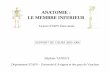 ANATOMIE : LE MEMBRE INFERIEUR - Document … · ANATOMIE : LE MEMBRE INFERIEUR Licence STAPS 2ème année Stéphane TANGUY Département STAPS – Université d’Avignon et des pays