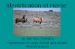 Identification of Horse - Kasetsart Universitylas.vet.kps.ku.ac.th/MethaDoc/Identification of Horse.pdf · Identification of Horse • Objective; Prevent substitution • Describe