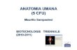 Martini, Timmons – Anatomia Umana, IV Ed. ANATOMIA UMANA ...paviabiotechnology.myblog.it/media/01/02/181489048.pdf · Martini, Timmons – Anatomia Umana, IV Ed. RECETTORE: cell.
