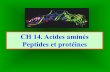 CH 14. Acides aminés Peptides et protéines - lachimie.org · La reconstitution de la séquence complète est aisément réalisée en partant du peptide porteur du C terminal et
