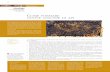 COME FORMARE NUOVE COLONIE DI API - HomePage Apicoltura · mento già trattato in manuali di apicoltura quali "Le Api" di Alberto Contessi (Edagricole, III ediz. 2004), e "Apicoltura
