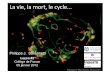 Leçon#2 - copie - Collège de France · - Transport de vésicules membranaires entre réticulum ... Echappement de la bactérie dans le cytosol et mouvement dépendant de l’actine.